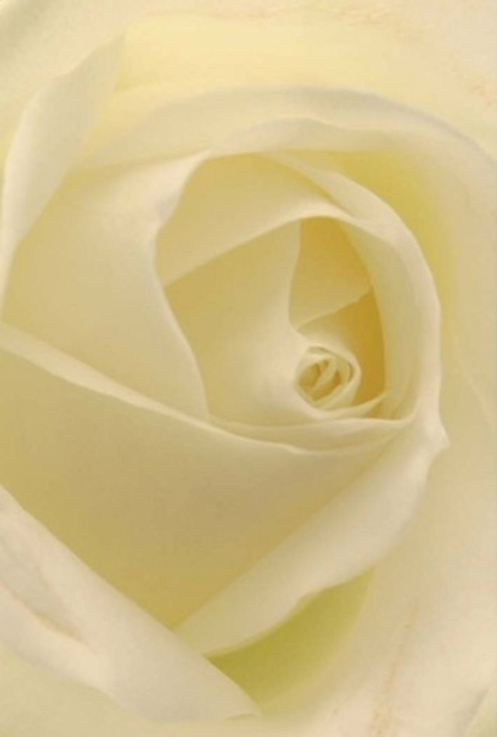 Examined up close, a sublime white rose radiates tranquility-its soft, cream-laced petals unfolding with impeccable precision, just as a Malden Rushett florist would select for an elegant wedding bouquet or a sincere moment of apology. The balanced play of creamy white shades bathes in gentle sunlight, suggestive of mornings along Rushett Lane, inviting a feeling of calm sophistication. Each petal seems to glow from within, embracing gentle shadows that hint at the bloom's intricate depth and vitality. The spiral at the rose's centre is nearly architectural, symbolising purity, hope, and resilience-all qualities prized in heartfelt gestures or table centrepieces for intimate gatherings. A subtle, soothing fragrance seems to linger in the air, clean and comforting, making this rose an ever-appropriate tribute on life's important occasions in Malden Rushett. The artistry of the arrangement is visible in every delicate curve and shadow, reflecting the attention to detail and community spirit of local florists.